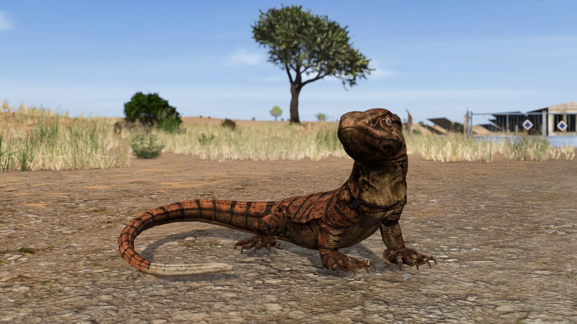 A large lizard on open arid ground