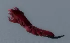 Imagen del objeto Sukuna Finger del Trello de Jujutsu Legacy